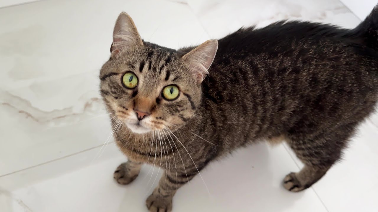 "May I have a slice of ham?"