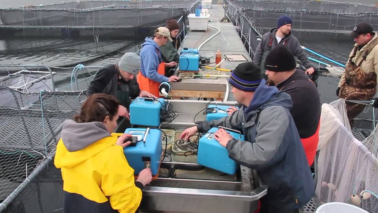 Squaxin Island Tribe coho survival study