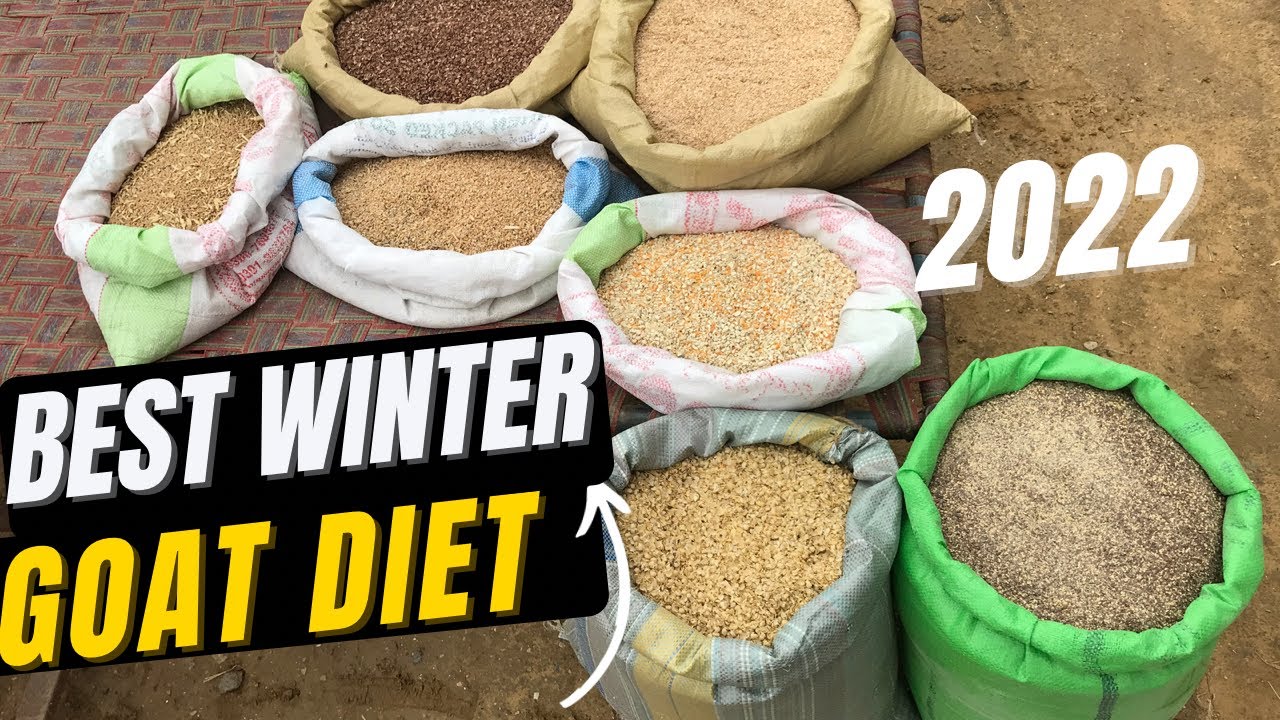 Sardio mein Bakro ki Best Khorak | Best Winter goat diet | Nagra Farm