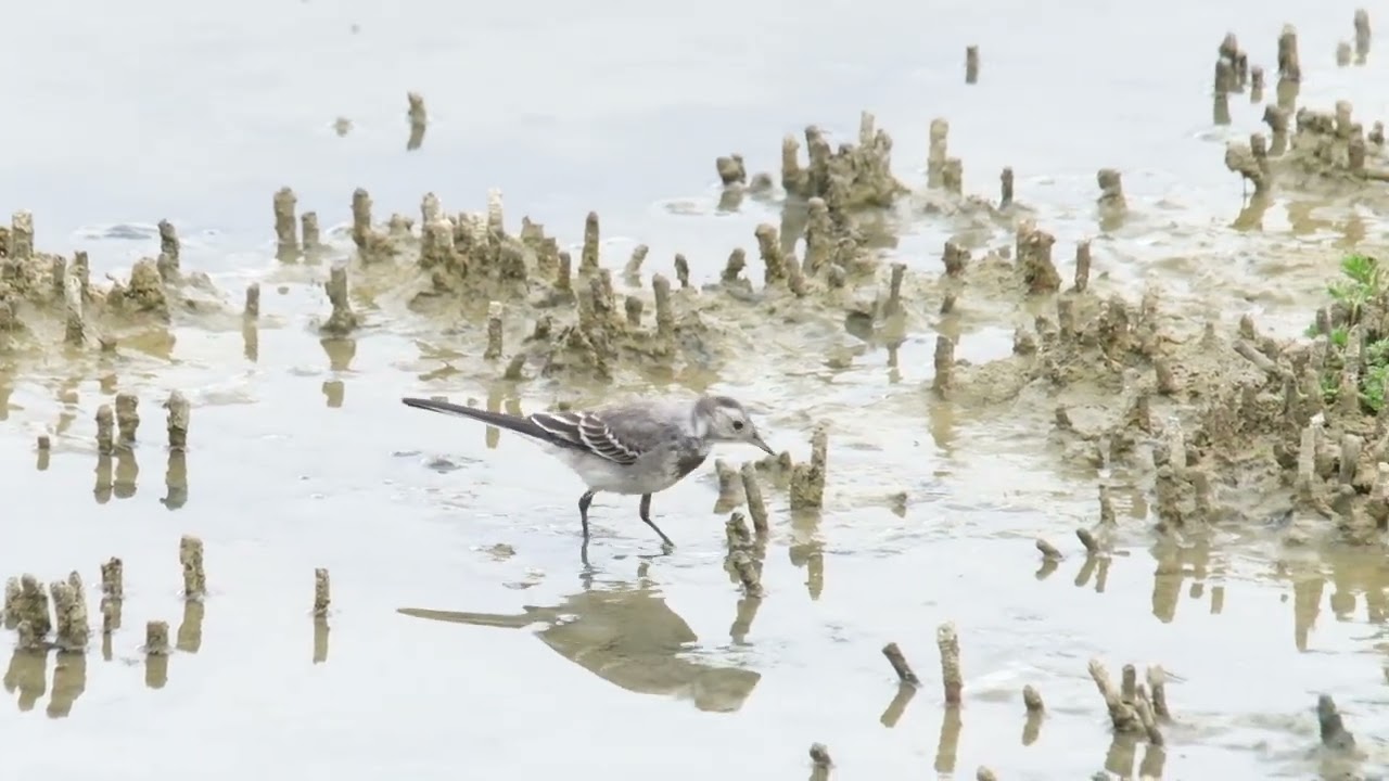 Pied Wagtail.