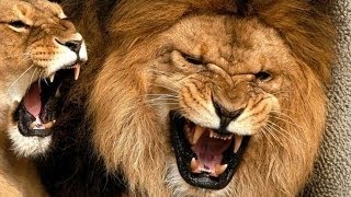Очень интересный фильм про животных! Документальный фильм Очень интересный фильм про животных! Документальный фильм