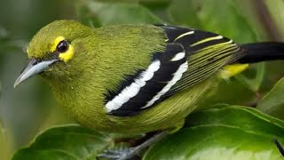 Suara Sirtu Asli Original Untuk Pancingan Sirtu Hutan Agar Cepat Gacor