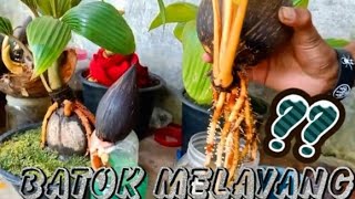 cara membuat bonsai kelapa di media air/batok melayang cara membuat bonsai kelapa di media air/batok melayang