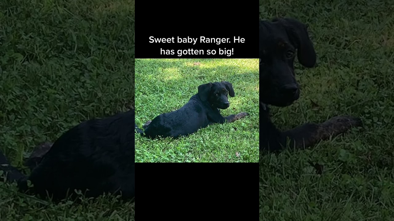 Adorable mixed breed puppy journey begins! 