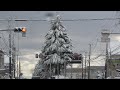 Neve nas Arvores do Japão