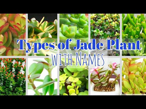 Video: Mga Lumalagong Halaman ng Gollum Jade: Paano Pangalagaan ang Gollum Jade Succulents