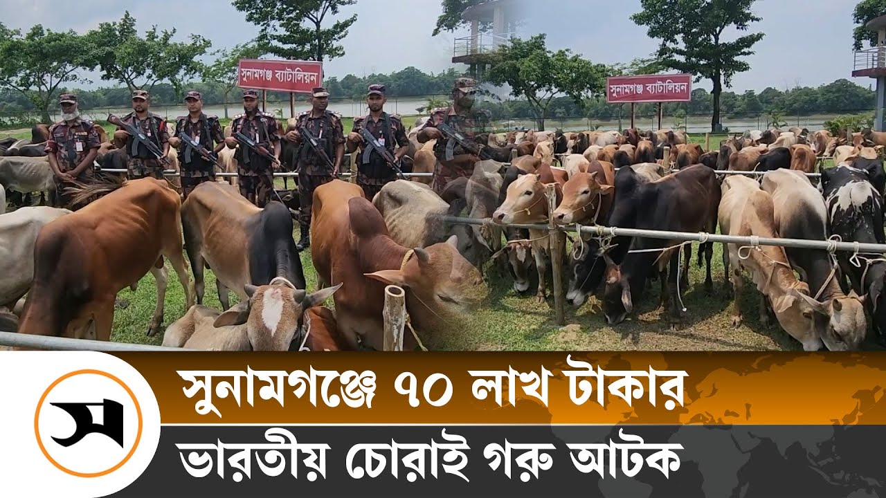 সুনামগঞ্জে ৭০ লাখ টাকার ভারতীয় চোরাই গরু আটক | Samakal News