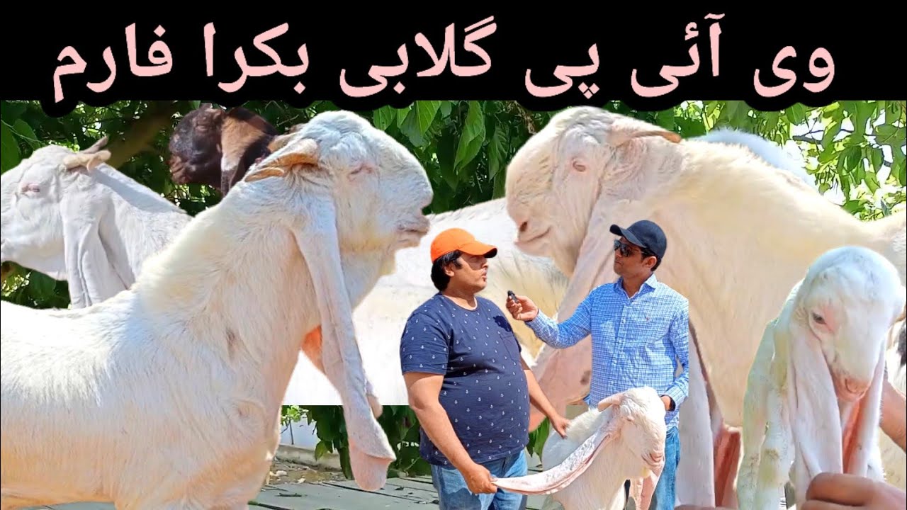 VIP Gulabi Bakra Farm | کراچی کے نایاب گلابی بکرے | HS Goat Farm