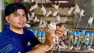 Rats Farming: Malaki Kita, Madaling Alagaan, Mabilis Dumami!