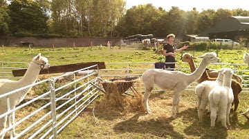 Alpaca facts / K2 Alpacas open day