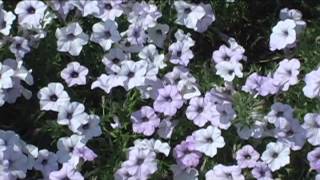 Walk Across America  complete Movie PART I
