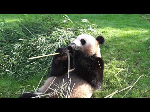 パンダのお食事