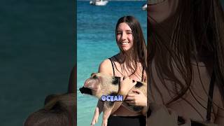 Swimming Pigs?! Nassau Cruise Excursion. #disneycruiseline #Bahamas #travel
