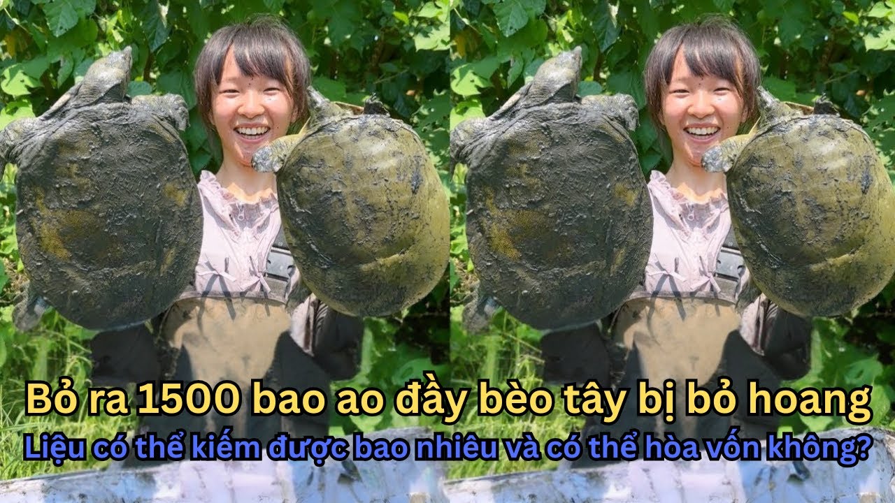 Chi 1500 Tệ Bao Ao Bèo Tây Bỏ Hoang và Cuộc Chiến Tìm Kiếm "Kho Báu" Bị Che Giấu.