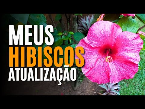 HIBISCUS: PRUNING, FERTILIZATION, AND WATERING - UPDATE