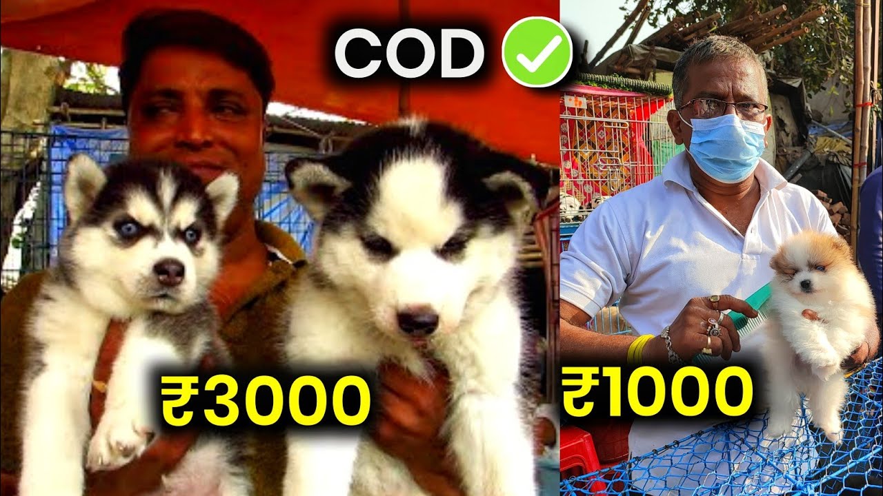 सब से सस्ता Dog Market | CHEAPEST DOG MARKET IN KOLKATA | DOG WHOLESALE MARKET | GALIFF STREET 2022