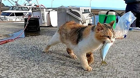 どらねこ咥えた Mp3