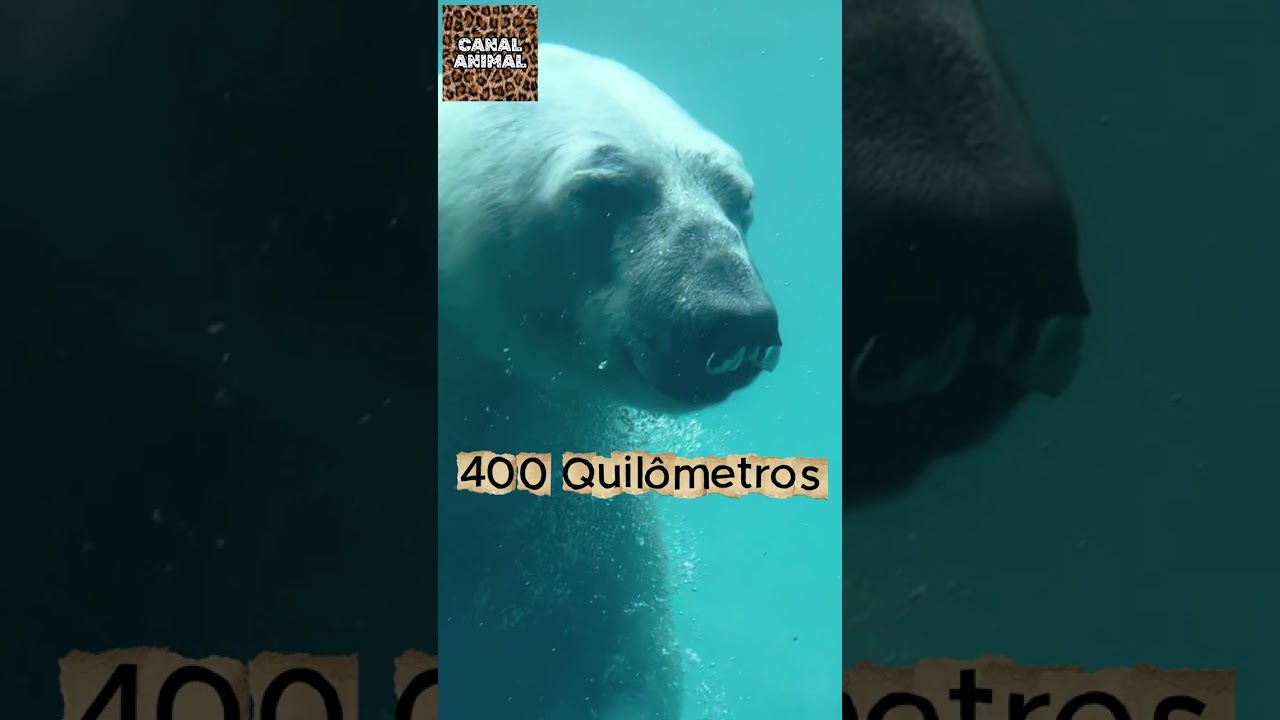 Animais Terrestres que são Excelentes Nadadores / Parte 2 / #shorts #animals #wildlife