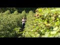 A málna termesztése és metszése - Kertbarátok - Kertészeti TV - műsor