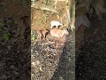 bakri 🐐🐐#bakri #bakra    #shorts #fyy #short #peace #1million #humor