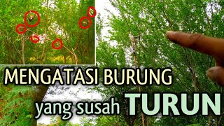 CARA memikat/memulut burung yang susah turun