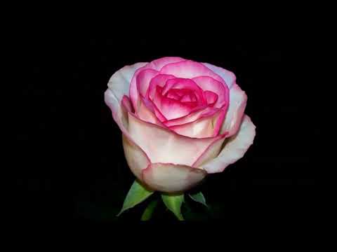 #Чайно-гибридные #розы каталог1 #Питомник Антипова