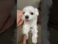 こんな顔に出やすい犬いる?w #shorts
