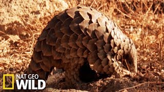 Le pangolin une espèce en danger de disparition