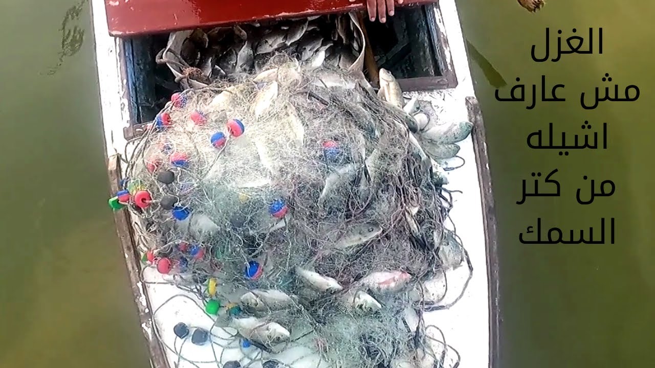 مش عرفين نشيل الغزل من كتر السمك\صيد السمك بالغزل متعه بجد
