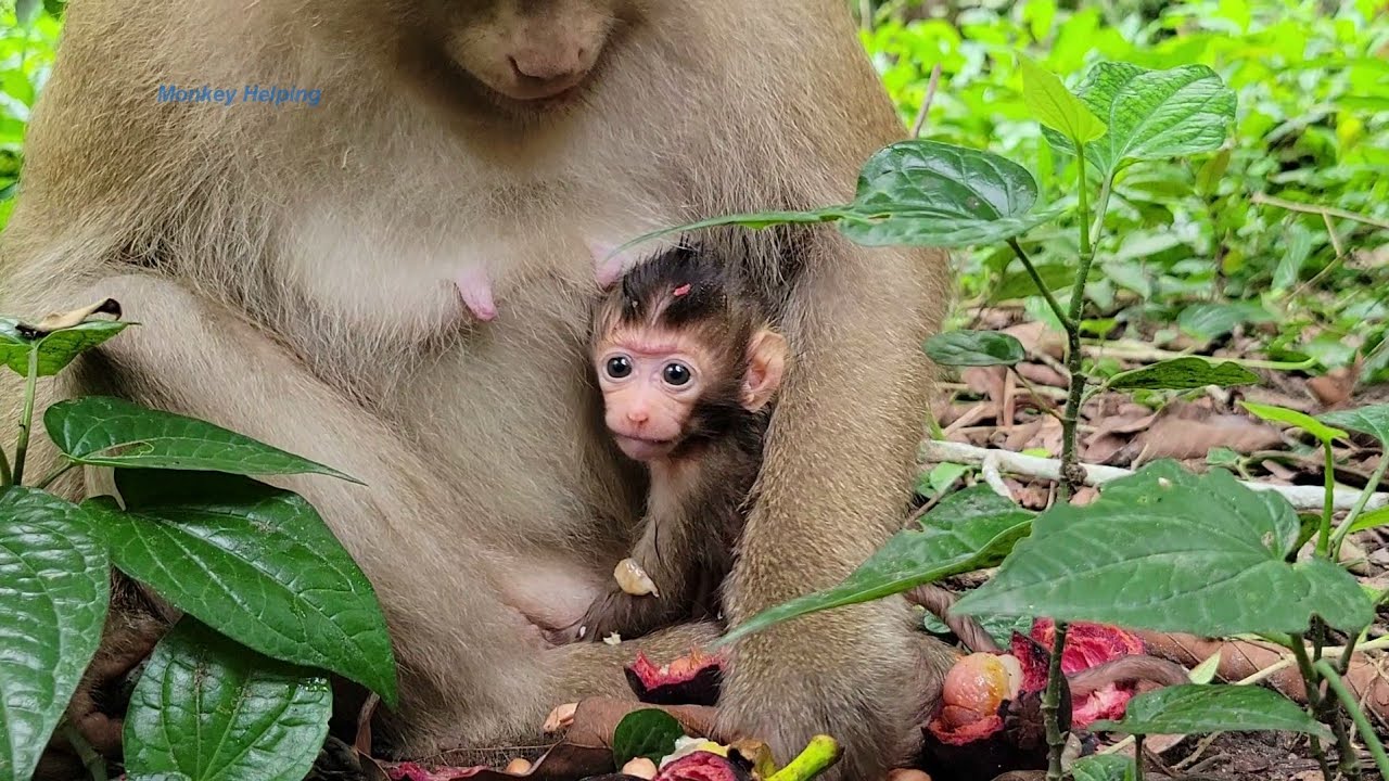 Lovely monkey Family! Mum Rose very well  relax groom Rex, Rainbow hug mum look so sweet