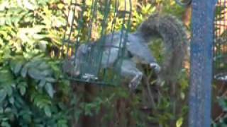 squirrel 2.m4v