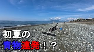 【神奈川県某所】100円ルアーで初夏の青物連発!?梅雨の時期に、関東地方の相模湾に面した砂浜の釣り場で、ジェット天秤にマイクロメタルジグを追加した弓角仕掛けで釣りしてみたら…!【2025年6月下旬】