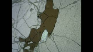X - COY Peridotita - Peridotite