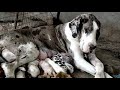 Great dane dog puppy available sel mp dewas8602262916