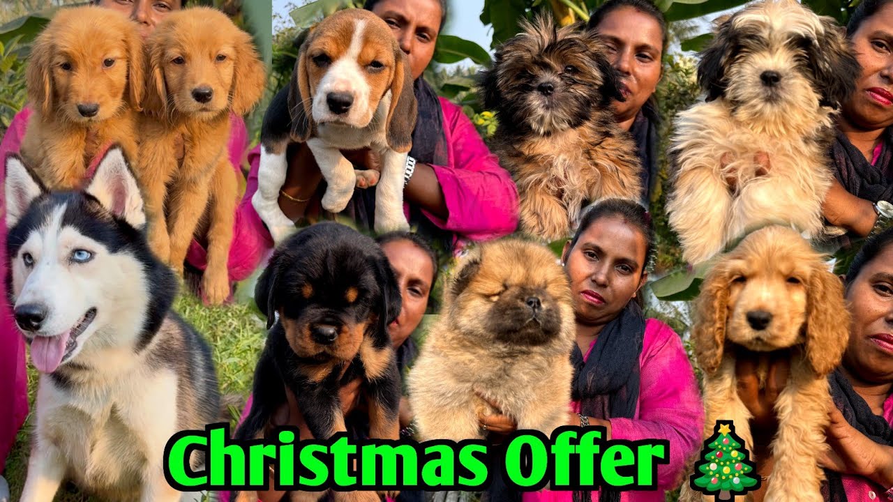 Puppies Sale Low Price in Kolkata. Dog Market in Kolkata Price. Kolkata Dog Market.