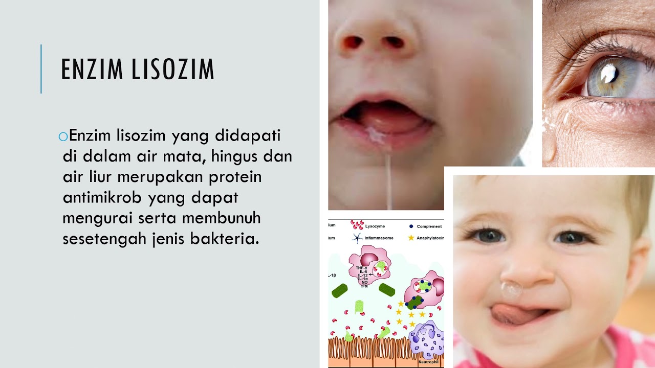 BIOLOGI TINGKATAN 4 : 11.1 PERTAHANAN BADAN