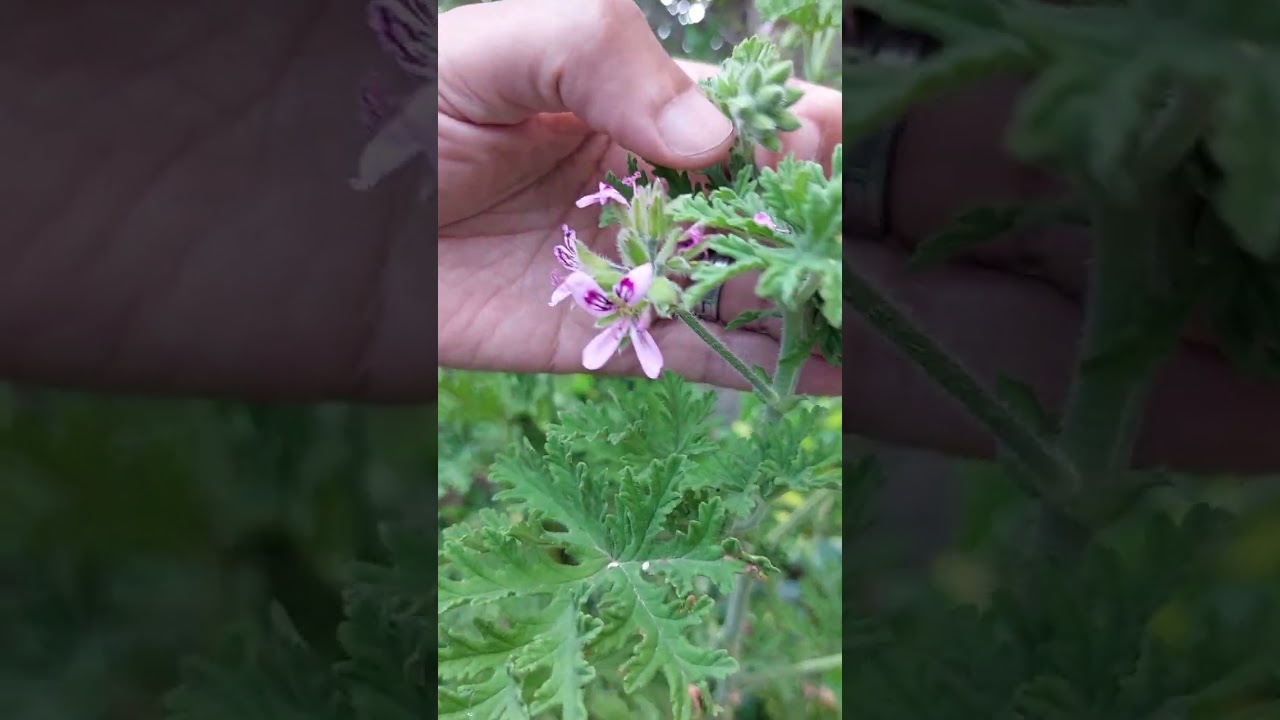 طريقة رعاية العطرشان @greenfarm500