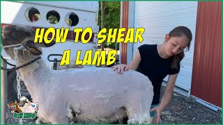 How to shear a lamb