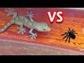 【対決】ヤモリ VS クモ | Gecko VS Spider