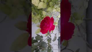 Download Lagu Roses flowers from my terrace garden, #terracegardening#gardening #shorts MP3