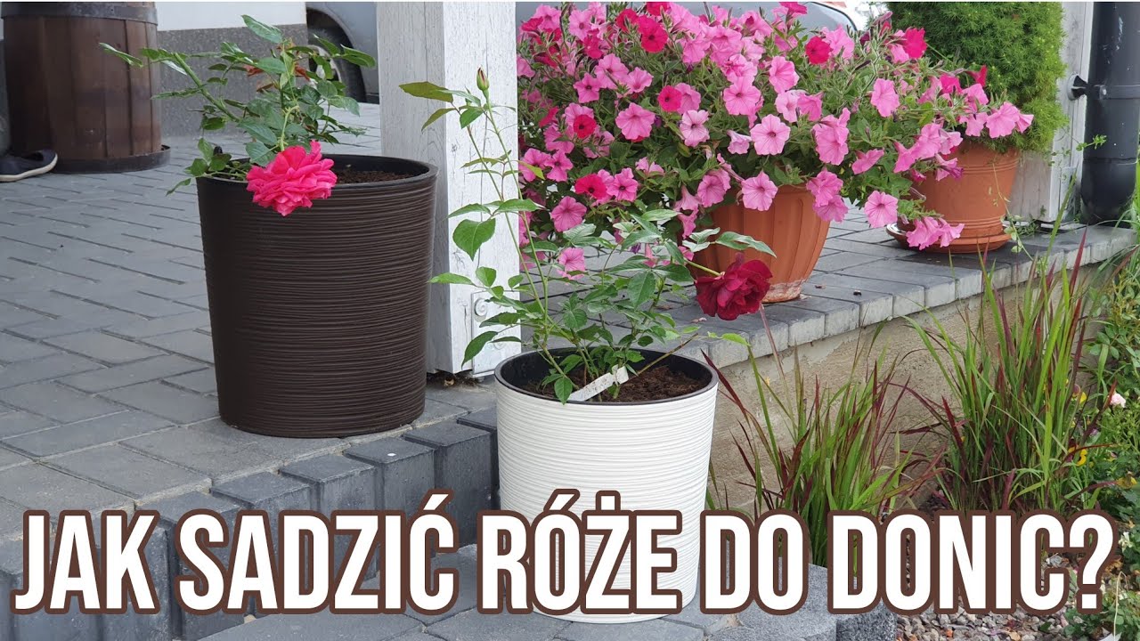 Jak sadzić róże do donic? || Rozaria.pl