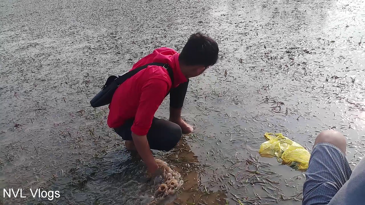 NVL -Trải Nghiệm Mò Sò, Óc 1 Ngày Trên Bải Thơm Mò Mà Mê.... Phu Quoc sea - YouTube