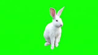 rabbit | green screen | reuse content | copyright free | no license | chromakey