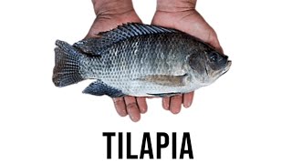 Tilapia | Biological Levels of Organization | External and Internal Anatomy