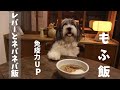 犬ご飯手作りレシピ｜おすすめレバーとネバネバ飯の作り方！かわいい仕草も必見｜An inn where a mofumofu dog chefs? Cute gesture