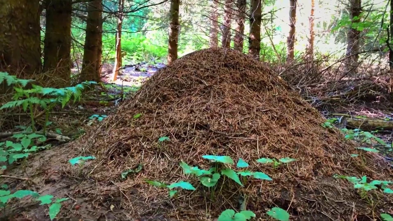 99 arter at se før du bliver voksen: RØD SKOVMYRE