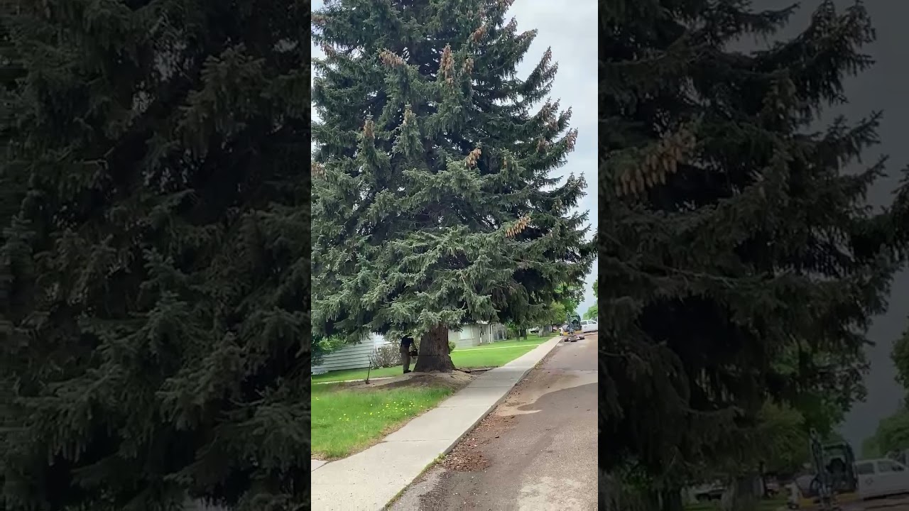 Falling a spruce in the street