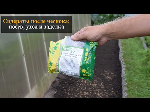 Сидераты после чеснока