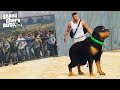 ФРАНКЛИН И ЧОП ВЫЖИВАЮТ В ЗОМБИ АПОКАЛИПСИС! ИЩЕМ УБЕЖИЩЕ! - GTA 5 (МОДЫ ГТА 5)