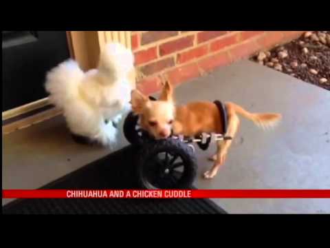 वीडियो: मानव परिवार कुत्ते को पकड़ने वाले कैंसर को अपनाने और उसे एक बाल्टी सूची बनाता है